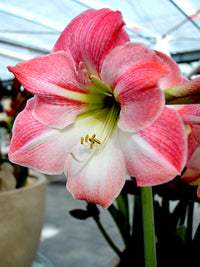 Pink Amaryllis Flower Seeds Wildflower Mix Heirloom & GMO Free Seeds for Home Garden
 
 Sale