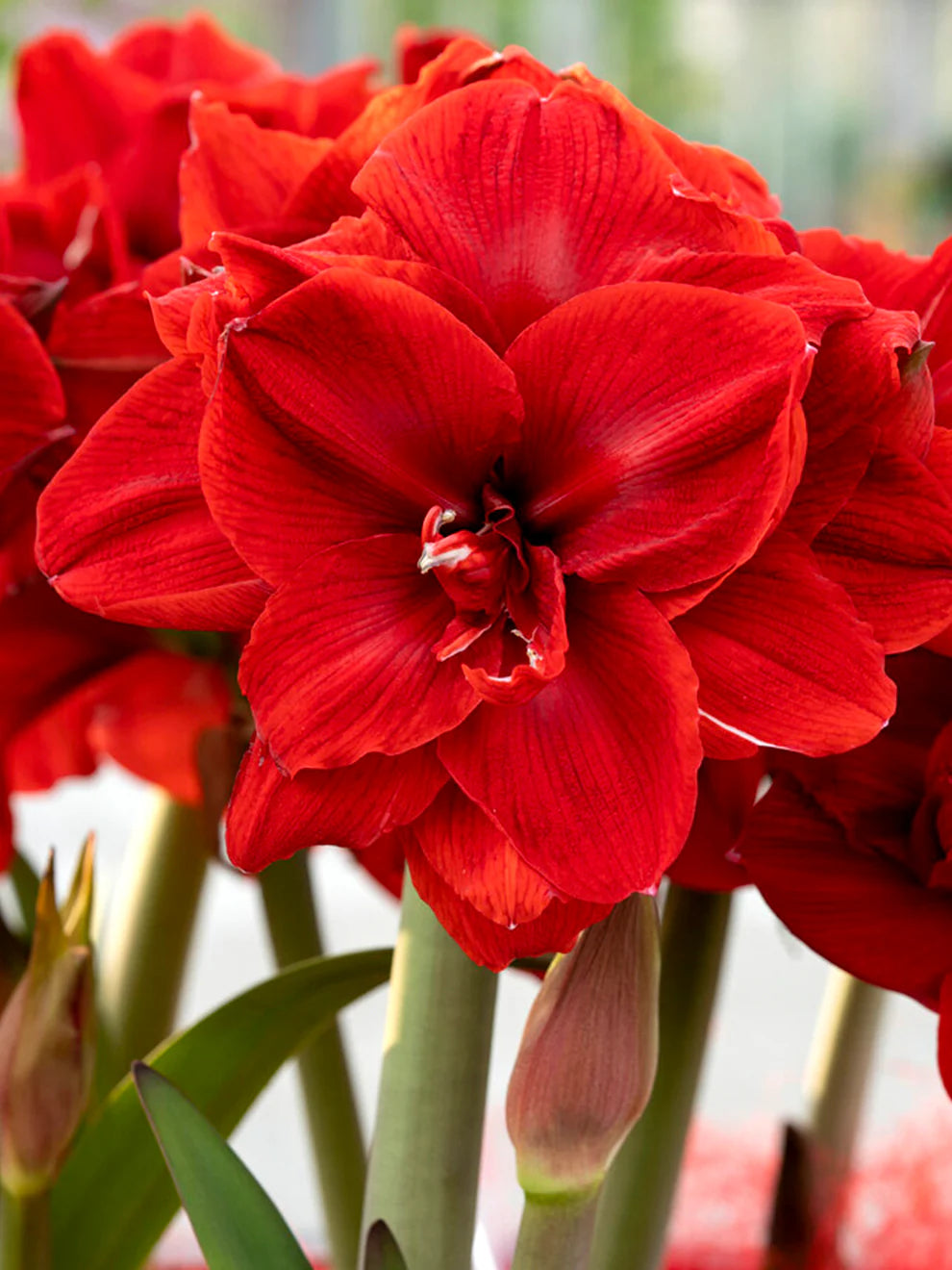 Red Amaryllis Flower seeds for Planting Long Bloom Season Heirloom & GMO Free Seeds for Home Garden