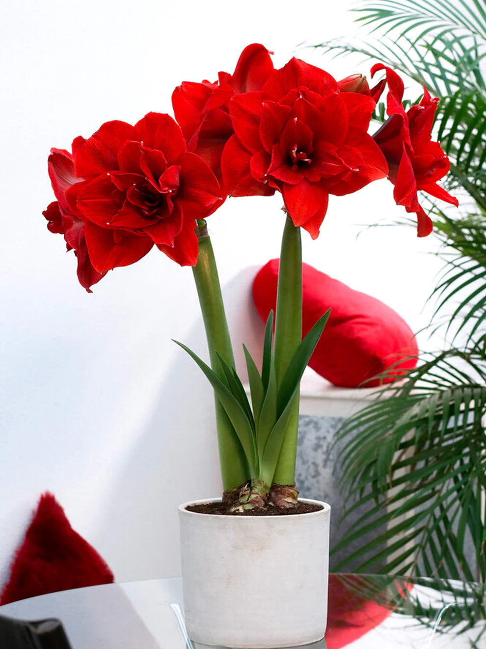 Red Double Narcissus Flower Seeds for Planting Wildflower Mix Heirloom & GMO Free Seeds for Home Garden
 
 Sale