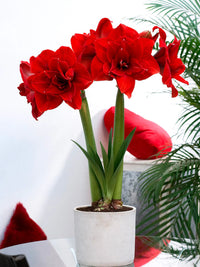 Red Double Narcissus Flower Seeds for Planting Wildflower Mix Heirloom & GMO Free Seeds for Home Garden
 
 Sale