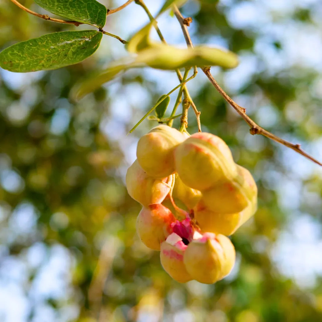 Mixed Pithecellobium Seeds for Planting