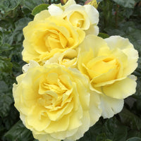 Light Yellow Climbing Rose Seeds for Planting - Beautiful Garden Climber Roses