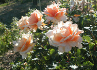 Orange Joey Hybrid Tea Rose Flower seeds for Planting - Cut Flower Favorite, Heirloom & GMO Free Seeds for Home Garden