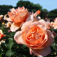 Orange Joey Hybrid Tea Rose Flower seeds for Planting - Cut Flower Favorite, Heirloom & GMO Free Seeds for Home Garden