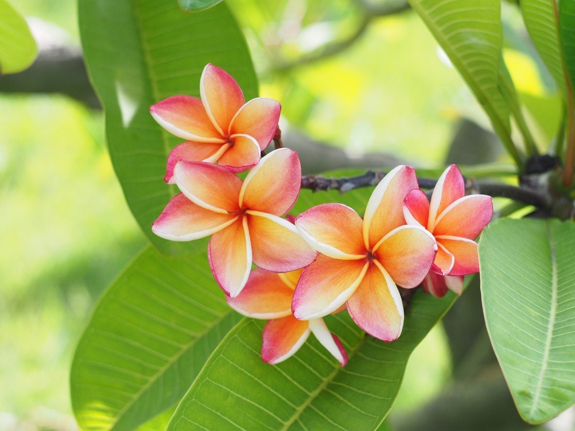 Orange Yellow Plumeria Flower Seeds – Fragrant, Vibrant Blooms for Tropical Gardens