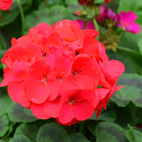Maverick Scarlet Flower seeds for Planting Hardy Variety Heirloom & GMO Free Seeds for Home Garden