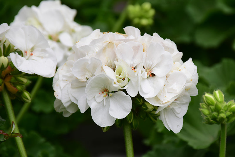 White Geranium Pelargonium Flower seeds for Planting Pollinator Friendly Heirloom & GMO Free Seeds for Home Garden 
 
 Sale