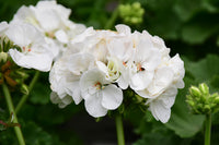 White Geranium Pelargonium Flower seeds for Planting Pollinator Friendly Heirloom & GMO Free Seeds for Home Garden 
 
 Sale
