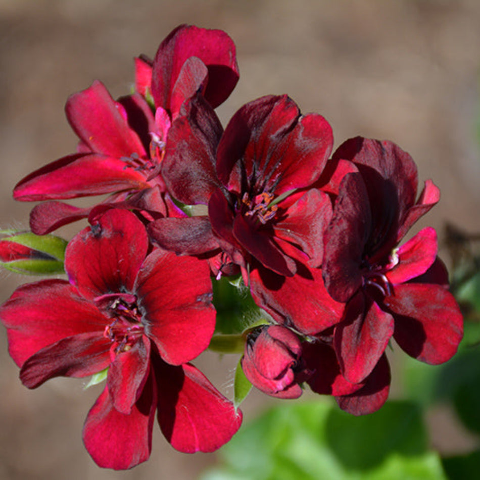 Maroon Univalve Geranium Flower seeds for Planting - Drought Tolerant, Heirloom & GMO Free Seeds for Home Garden