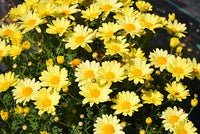 Light Yellow Bellis Perennis Flower seeds for Planting Colorful Display Heirloom & GMO Free Seeds for Home Garden
 
 Sale