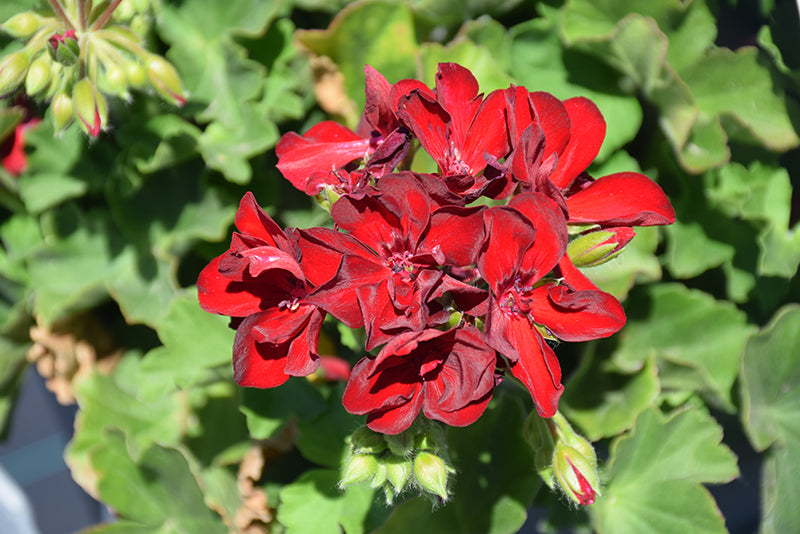 Dark Burgundy Geranium Flower seeds for Planting Vibrant Colors Heirloom & GMO Free Seeds for Home Garden
 
 Sale