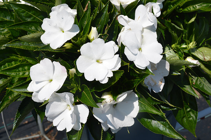 Heirloom Impatiens Flower seeds for Planting Sun Loving Heirloom & GMO Free Seeds for Home Garden