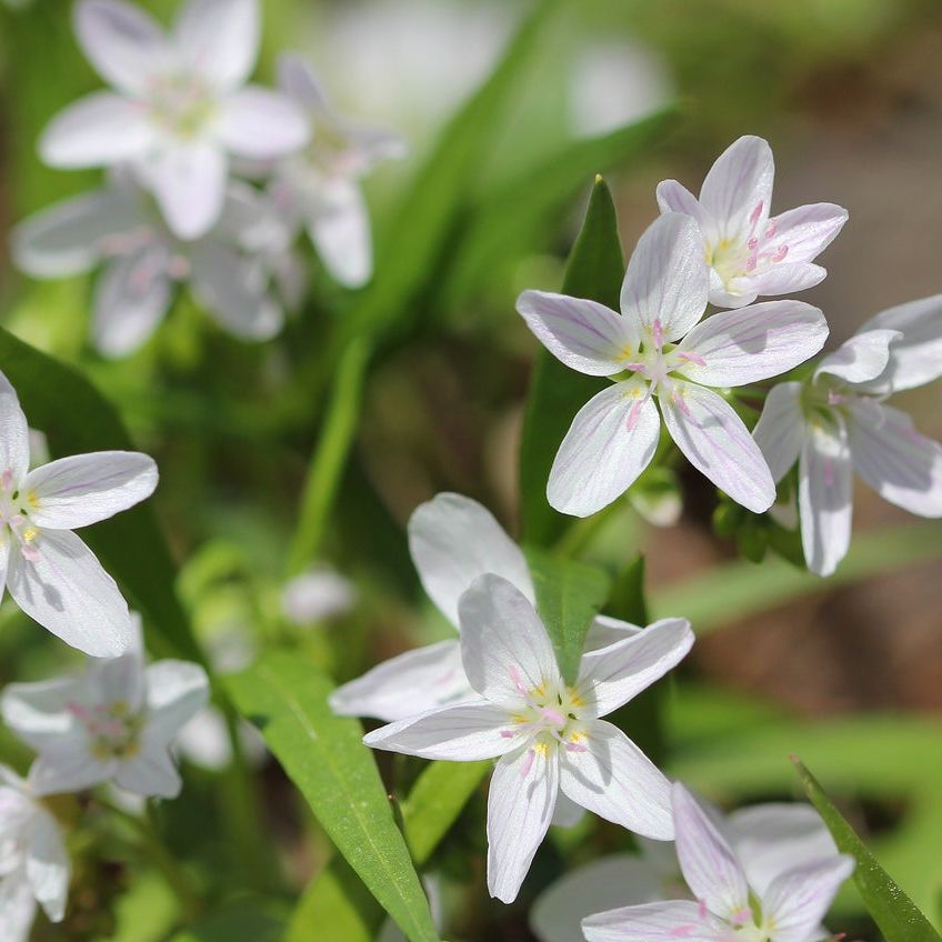 White Claytonia Sibirica Flower seeds for Planting - Compact Growth, Heirloom & GMO Free Seeds for Home Garden