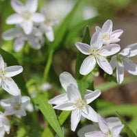 White Claytonia Sibirica Flower seeds for Planting - Compact Growth, Heirloom & GMO Free Seeds for Home Garden