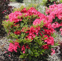 Pink Kalmia Flower seeds for Planting - Premium Quality, Heirloom & GMO Free Seeds for Home Garden