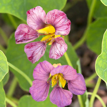 Pink Tropaeolum Majus Flower seeds for Planting Fragrant Blossoms Heirloom & GMO Free Seeds for Home Garden