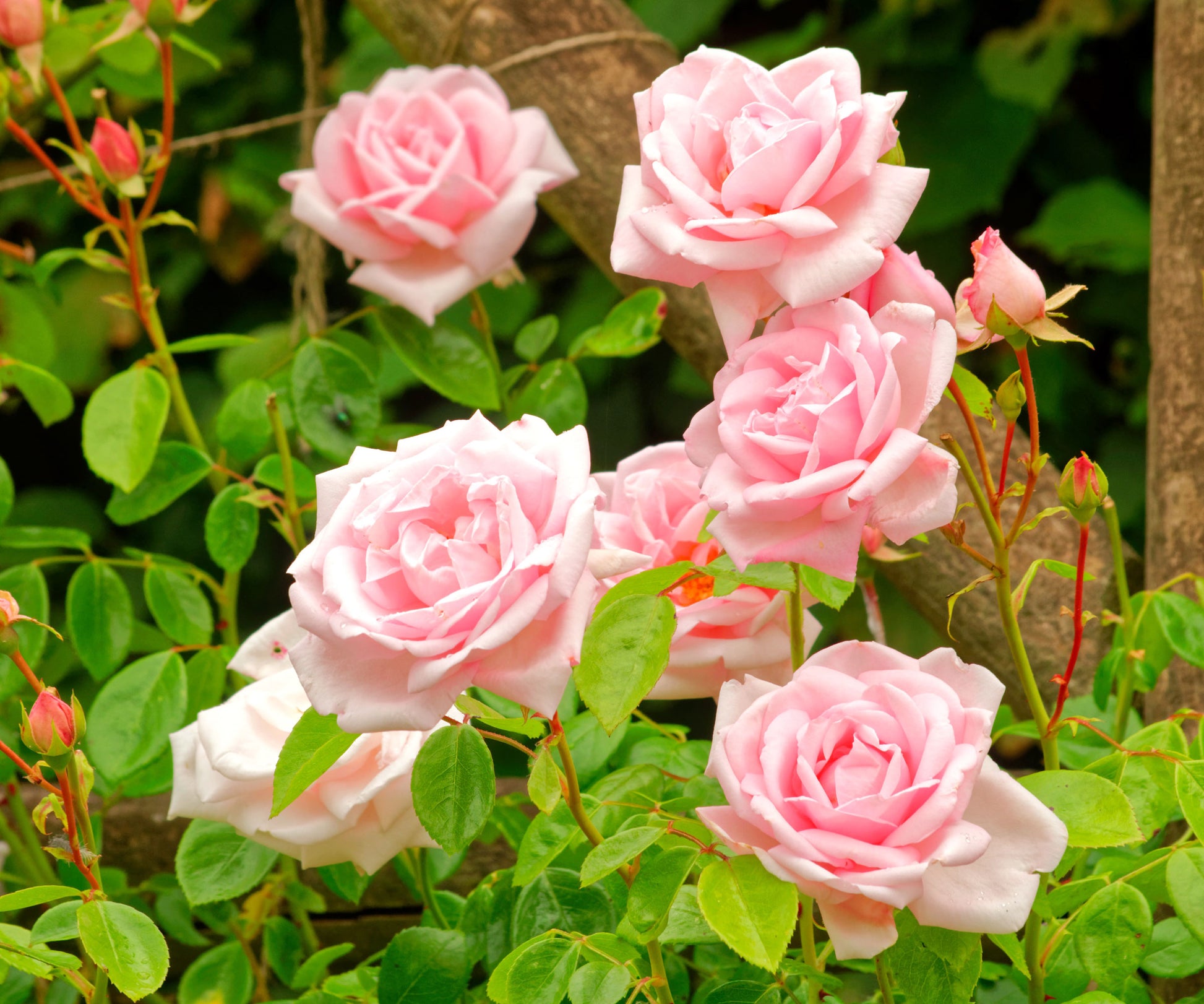 Cream Climbing Rose Flower seeds for Planting Colorful Display Heirloom & GMO Free Seeds for Home Garden