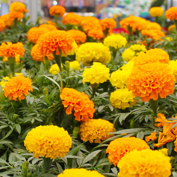 Mix Marigold Flower seeds for Planting - Fragrant Blossoms, Heirloom & GMO Free Seeds for Home Garden