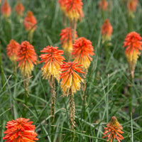 Heirloom Poker Flower seeds for Planting Pollinator Friendly Heirloom & GMO Free Seeds for Home Garden