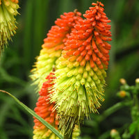 Red Yellow Kniphofia Flower seeds for Planting - Long Bloom Season, Heirloom & GMO Free Seeds for Home Garden