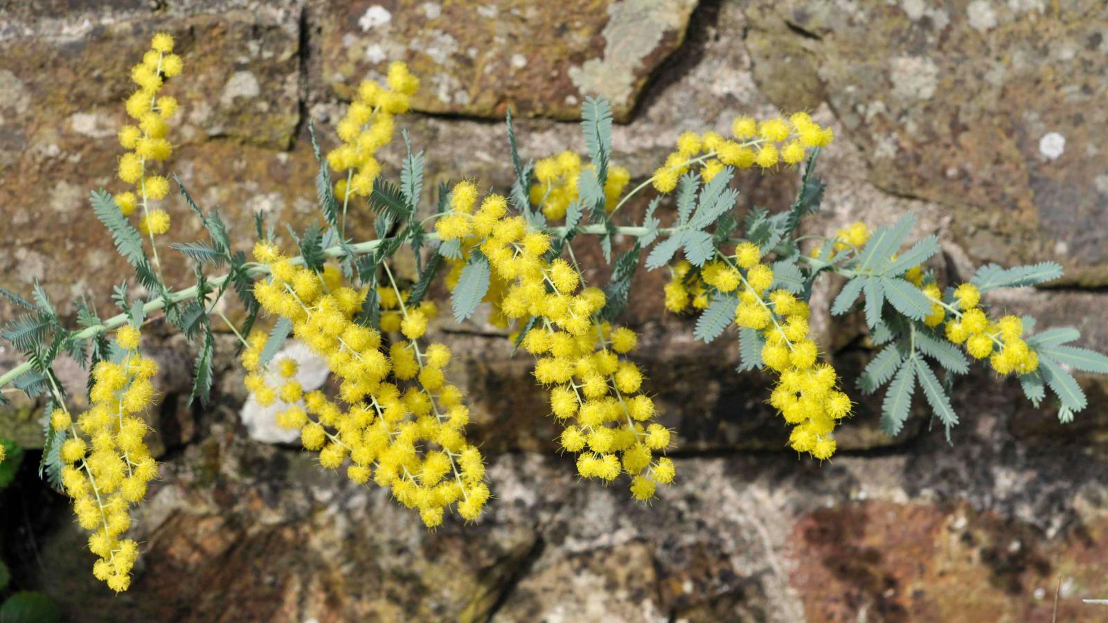 Acacia Baileyana Flower seeds for Planting Bright Blooms Heirloom & GMO Free Seeds for Home Garden 
 
 Sale
