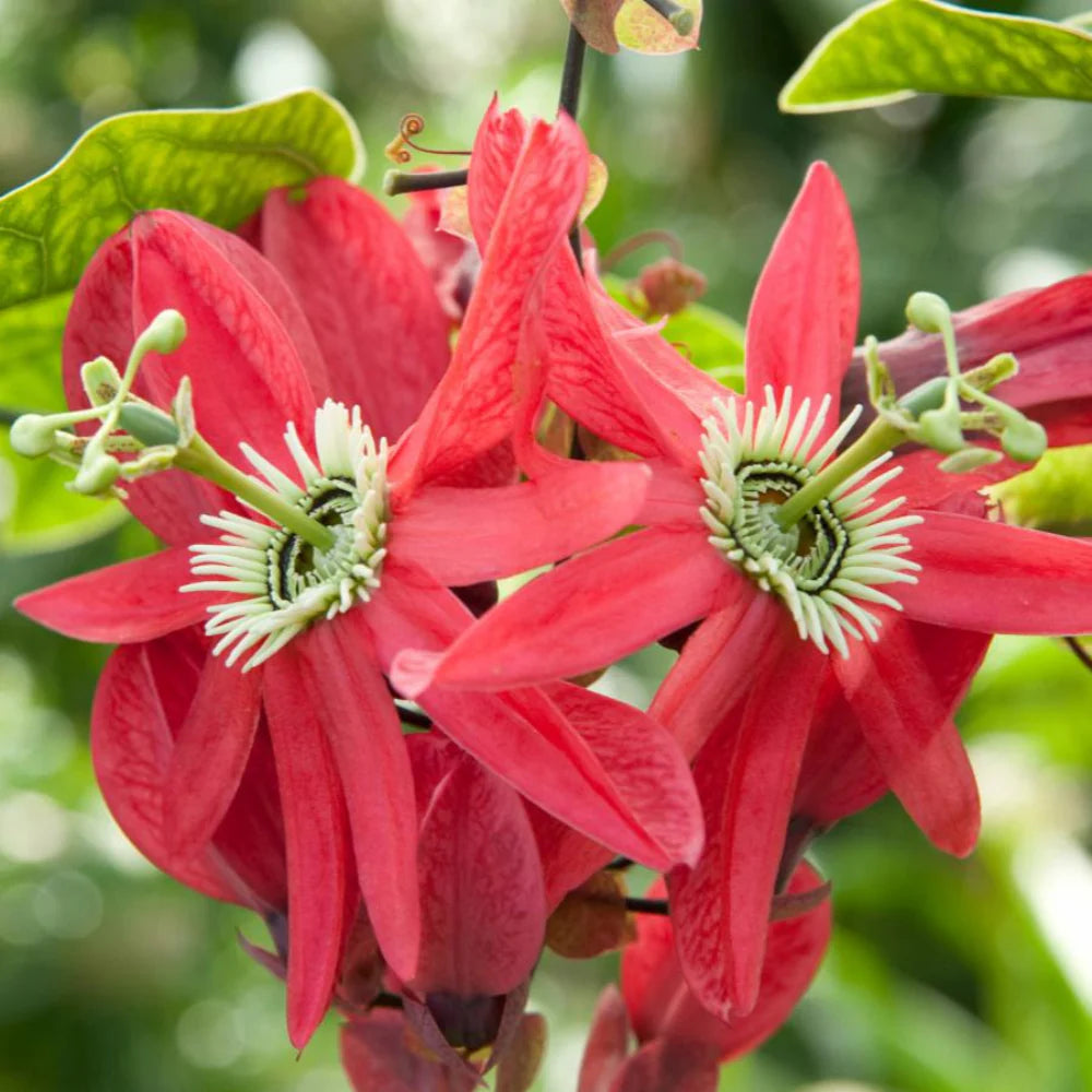 Red Passiflora Flower seeds for Planting - Long Bloom Season, Heirloom & GMO Free Seeds for Home Garden