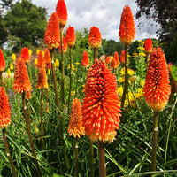 Torch Lily Red Hot Poker Seeds for Vibrant Garden Blooms