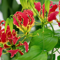 Gloriosa Flower seeds for Planting - Shade Tolerant, Heirloom & GMO Free Seeds for Home Garden