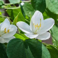 White Racemosa Flower seeds for Planting - Premium Quality, Heirloom & GMO Free Seeds for Home Garden