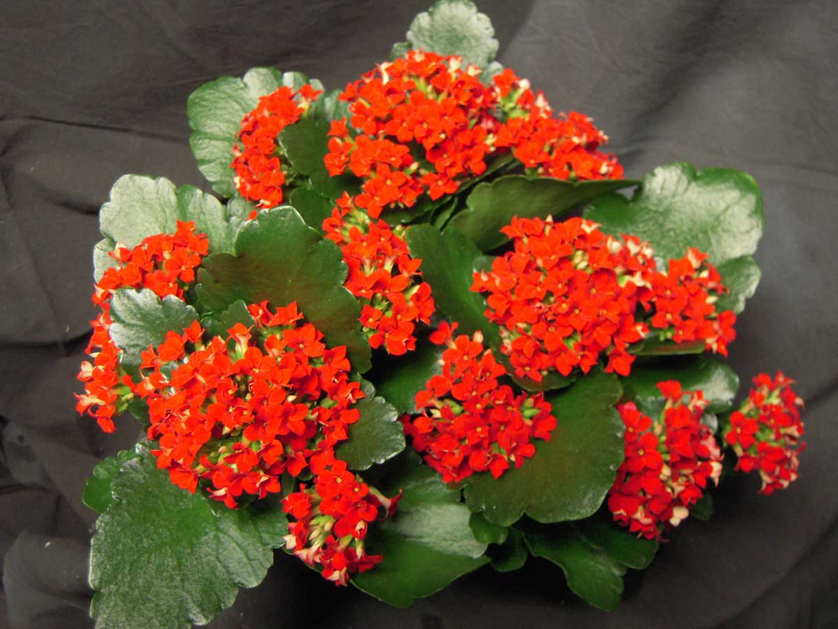 Red Yellow Kalanchoe Flower seeds for Planting Pollinator Friendly Heirloom & GMO Free Seeds for Home Garden 
 
 Sale