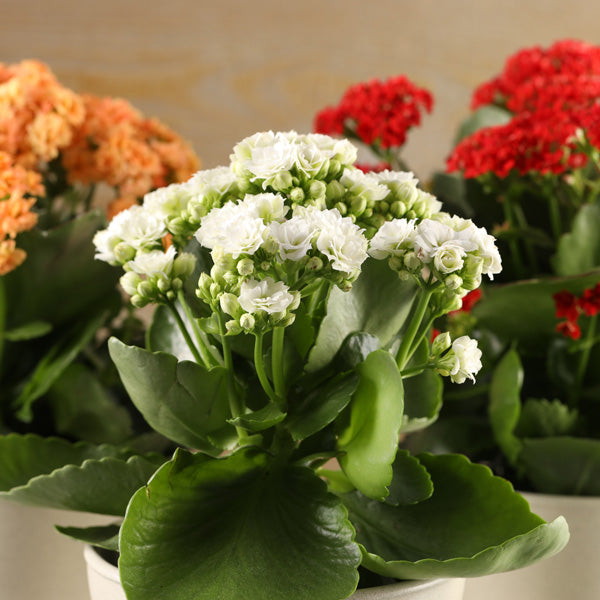 White Kalanchoe Flower seeds for Planting - Garden Favorite, Heirloom & GMO Free Seeds for Home Garden