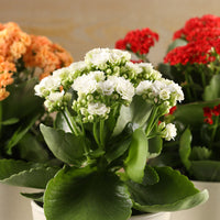 White Kalanchoe Flower seeds for Planting - Garden Favorite, Heirloom & GMO Free Seeds for Home Garden