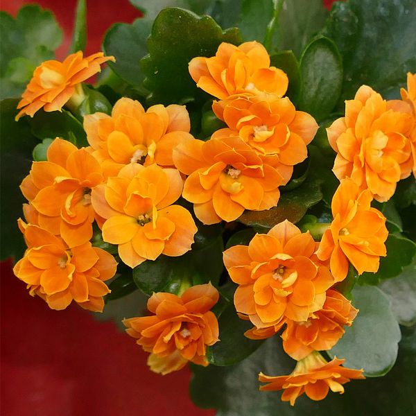 Kalanchoe Flower seeds for Planting - Long Bloom Season, Heirloom & GMO Free Seeds for Home Garden
