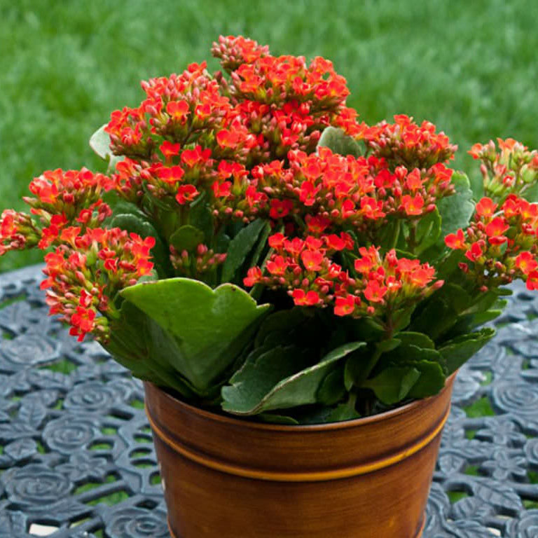 Kalanchoe Red Orange Flower seeds for Planting - Pollinator Friendly, Heirloom & GMO Free Seeds for Home Garden