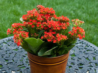 Kalanchoe Flower seeds for Planting - Bright Blooms, Heirloom & GMO Free Seeds for Home Garden