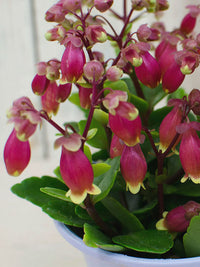 Kalanchoe Wendy Flower seeds for Planting Cottage Garden Essential Heirloom & GMO Free Seeds for Home Garden