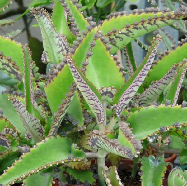 Kalanchoe Daigremontiana Flower seeds for Planting - Pollinator Friendly, Heirloom & GMO Free Seeds for Home Garden