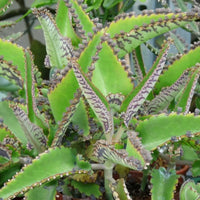 Kalanchoe Daigremontiana Flower seeds for Planting - Pollinator Friendly, Heirloom & GMO Free Seeds for Home Garden