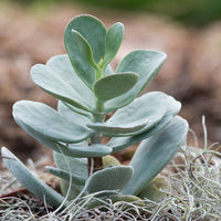 Light Green Kalanchoe Flower seeds for Planting - Garden Favorite, Heirloom & GMO Free Seeds for Home Garden