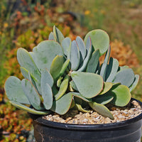Light Green Kalanchoe Flower seeds for Planting - Garden Favorite, Heirloom & GMO Free Seeds for Home Garden