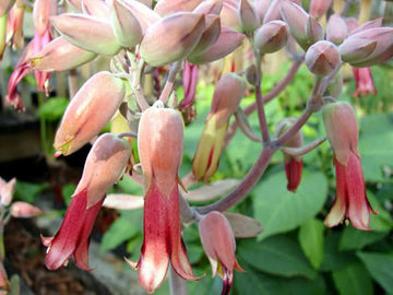 Kalanchoe Gastonis Flower seeds for Planting Pollinator Friendly Heirloom & GMO Free Seeds for Home Garden