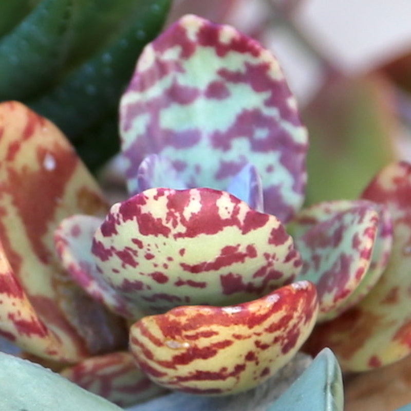 Purple White Kalanchoe Humilis Flower seeds for Planting Perfect for Borders Heirloom & GMO Free Seeds for Home Garden 
 
 Sale