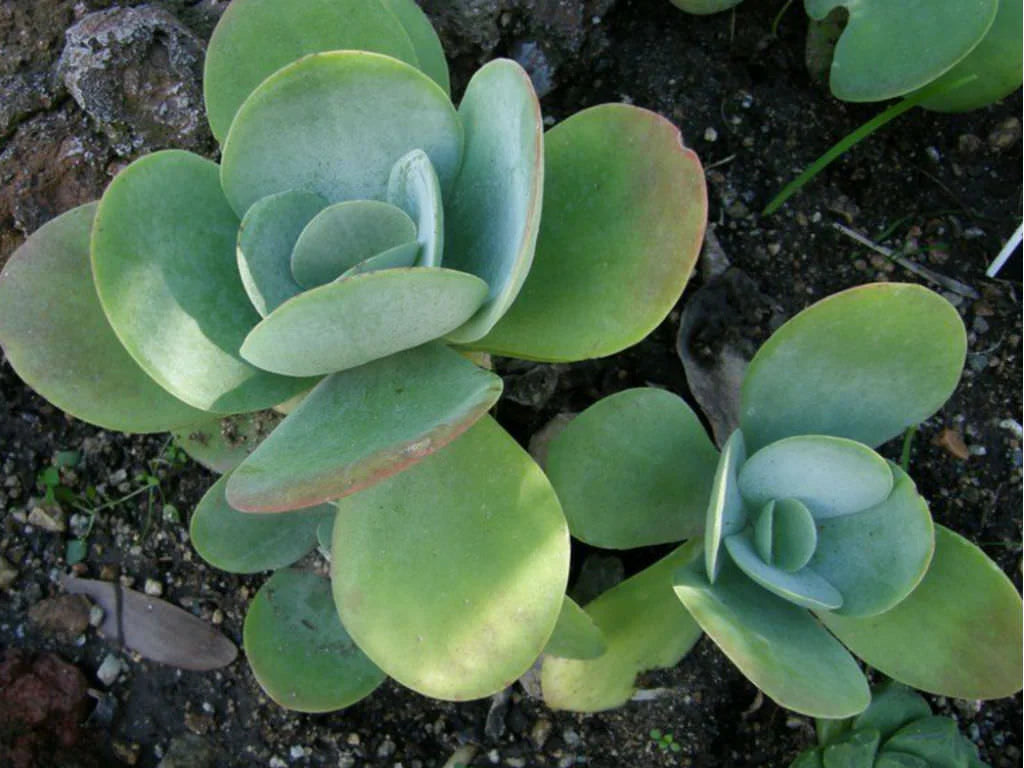 Light Green Kalanchoe Flower seeds for Planting - Garden Favorite, Heirloom & GMO Free Seeds for Home Garden