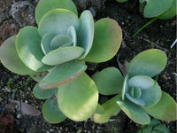 Light Green Kalanchoe Flower seeds for Planting - Garden Favorite, Heirloom & GMO Free Seeds for Home Garden