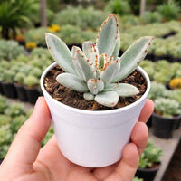 Grey Succulent Flower seeds for Planting Drought Tolerant Heirloom & GMO Free Seeds for Home Garden
