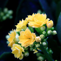 Yellow Kalanchoe Flower seeds for Planting Hardy Variety Heirloom & GMO Free Seeds for Home Garden
 
 Sale