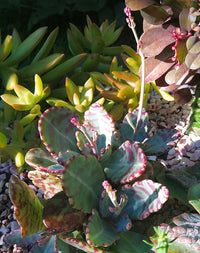 Purple White Kalanchoe Humilis Flower seeds for Planting Perfect for Borders Heirloom & GMO Free Seeds for Home Garden 
 
 Sale