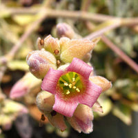Pink Kalanchoe Beharensis Flower seeds for Planting Vibrant Colors Heirloom & GMO Free Seeds for Home Garden 
 
 Sale