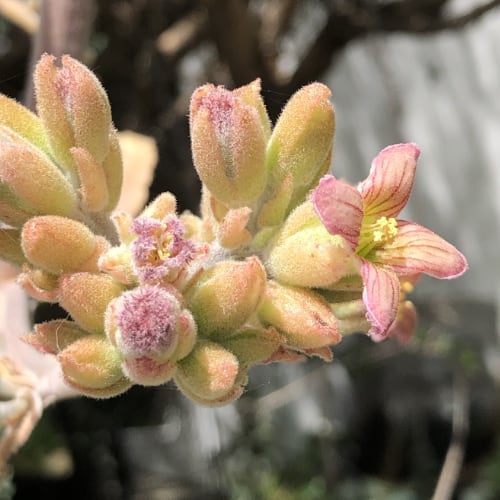 Pink Kalanchoe Beharensis Flower seeds for Planting Vibrant Colors Heirloom & GMO Free Seeds for Home Garden 
 
 Sale