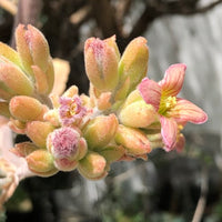 Pink Kalanchoe Beharensis Flower seeds for Planting Vibrant Colors Heirloom & GMO Free Seeds for Home Garden 
 
 Sale